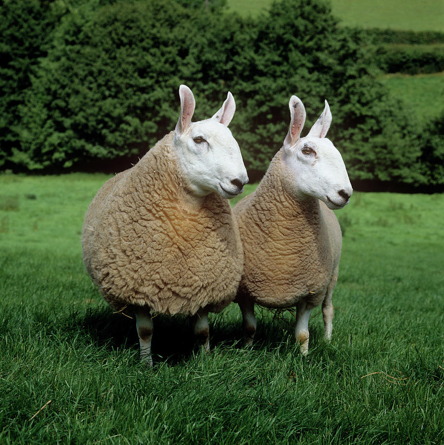 Border Leicester Ewe & Ram Photograph by Nigel Cattlin