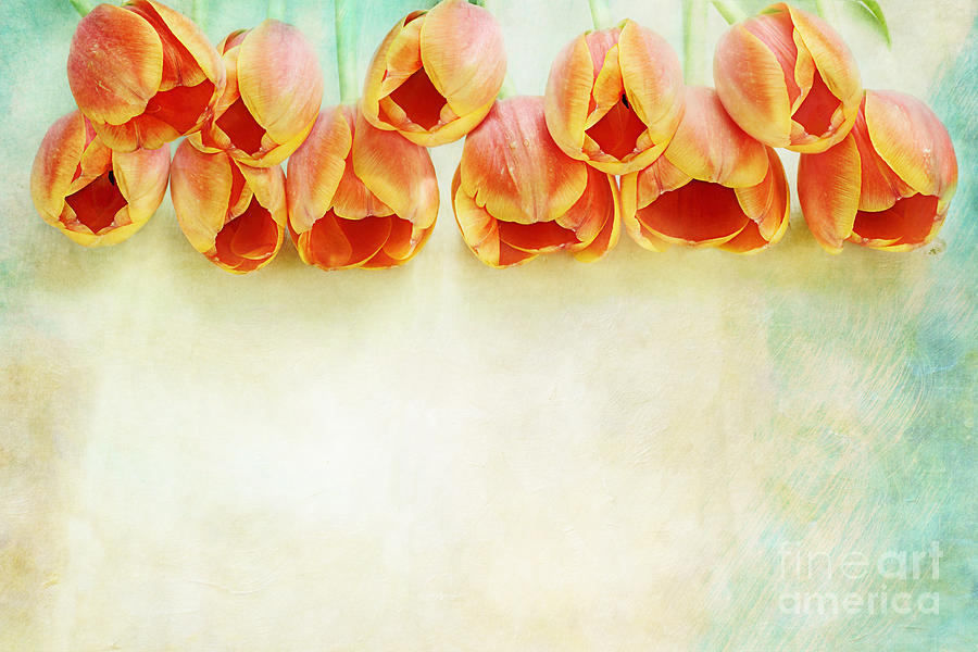 Border of Orange Tulips Photograph by Stephanie Frey