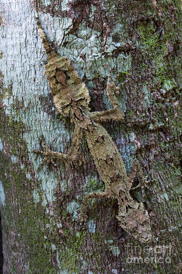 Wildlife Photograph - Border Ranges Leaf-tailed Gecko by BG Thomson