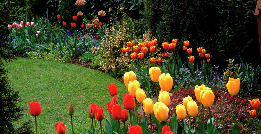 Border Scene In Private Garden With Tulip Photograph by Anthony Cooper/science Photo Library