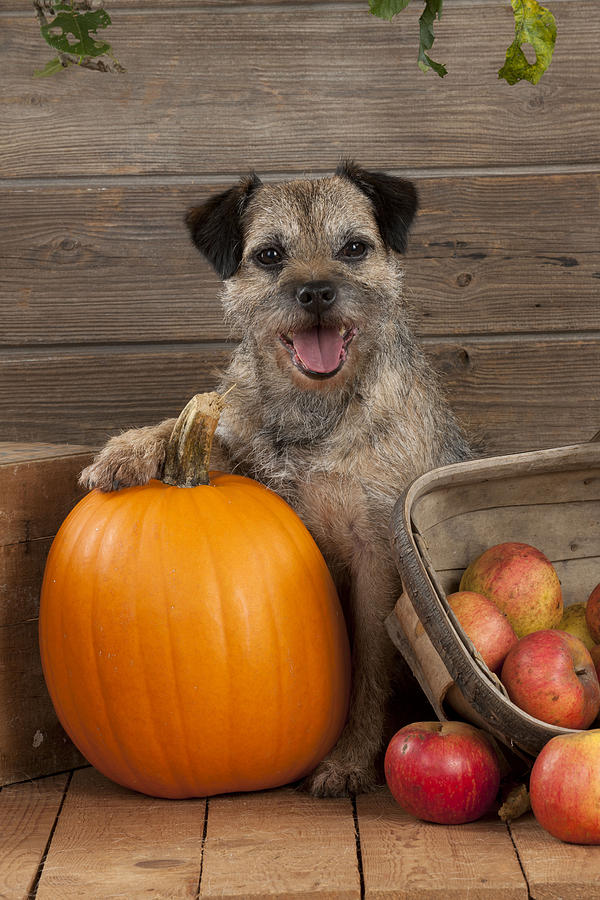 Border Terrier In Autumn Photograph by John Daniels