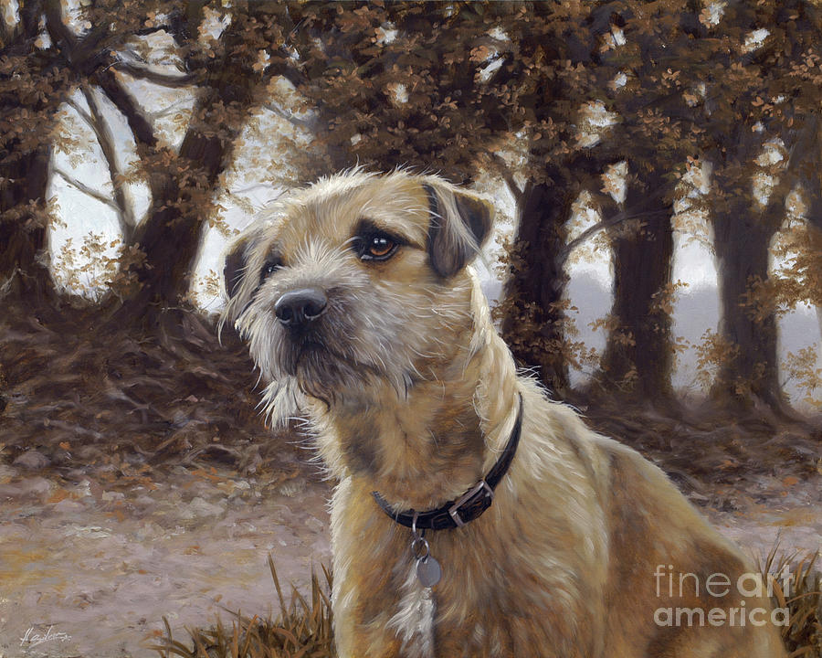 large border terrier