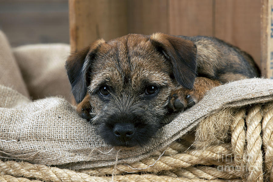 Border Terrier Puppy Dog Photograph by John Daniels