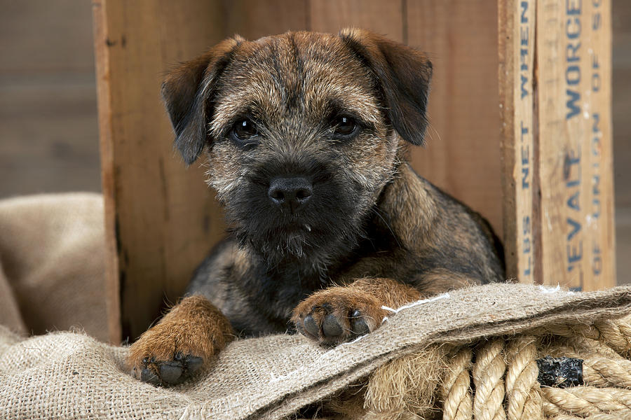 Border Terrier Puppy Photograph by John Daniels
