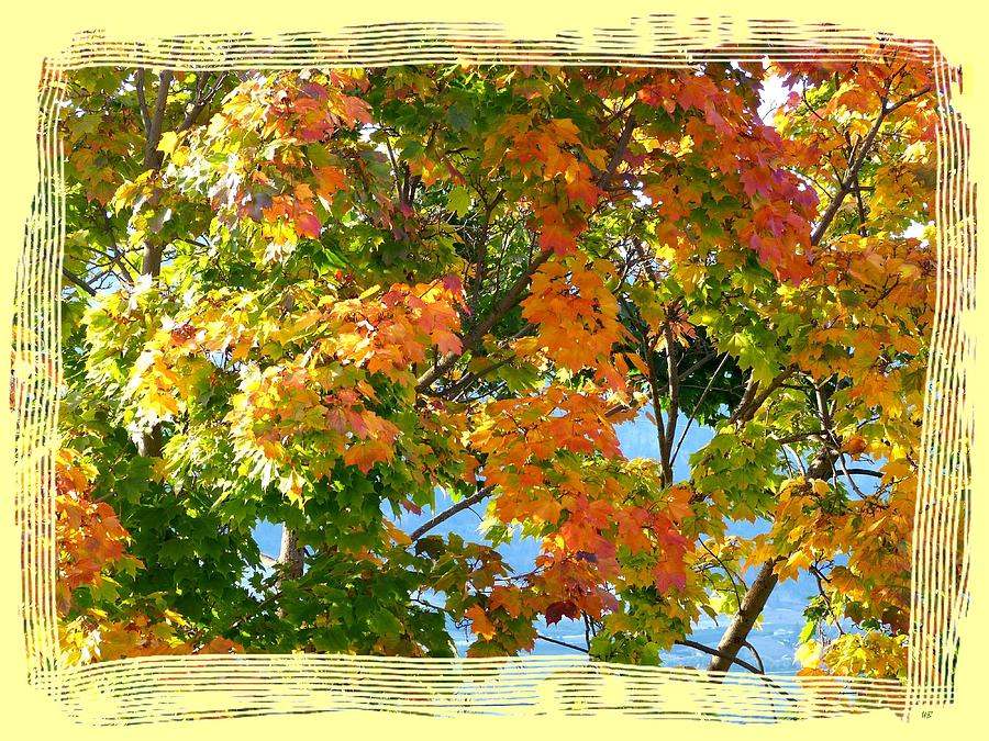 Bordered Fall Maple Photograph by Will Borden