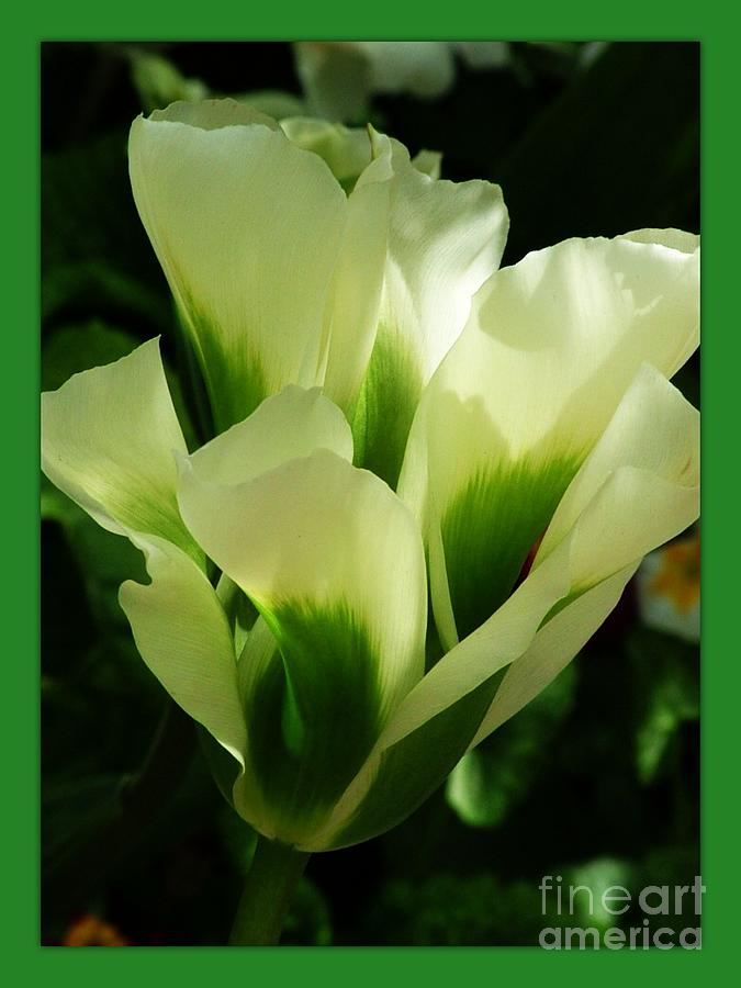 Bordered Green Tulip  Photograph by Joan-Violet Stretch
