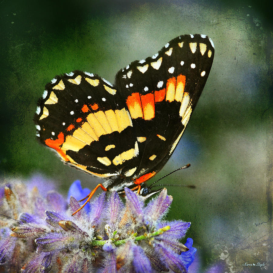 Butterfly Photograph - Bordered Patch Butterfly by Karen Slagle