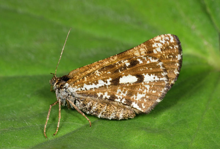 Bordered White Moth Photograph by Nigel Downer
