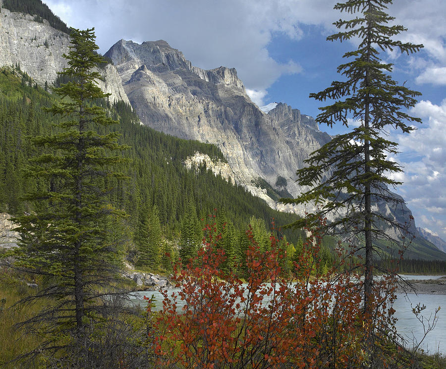 Boreal Forest And Mount Wilson Banff Photograph by Tim Fitzharris