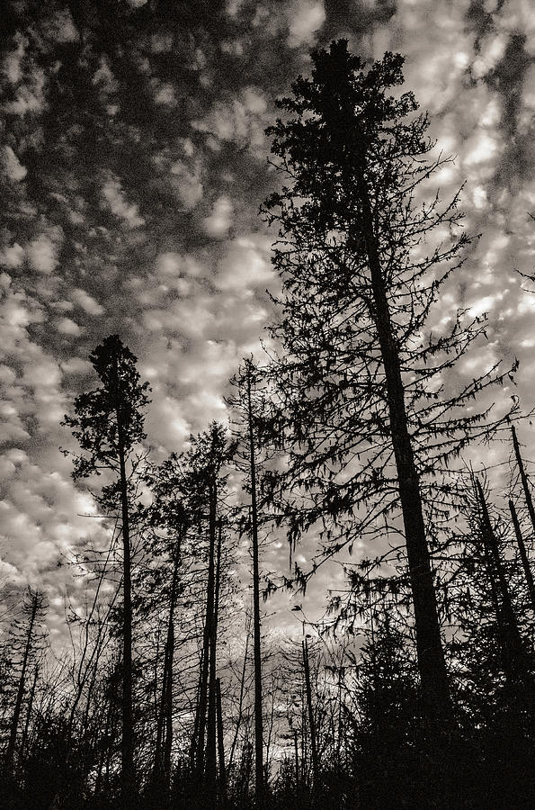 Boreal forest at dusk Photograph by Arkady Kunysz
