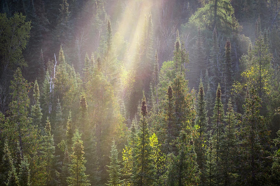 Landscape Photograph - Boreal Morning Rays by Jakub Sisak