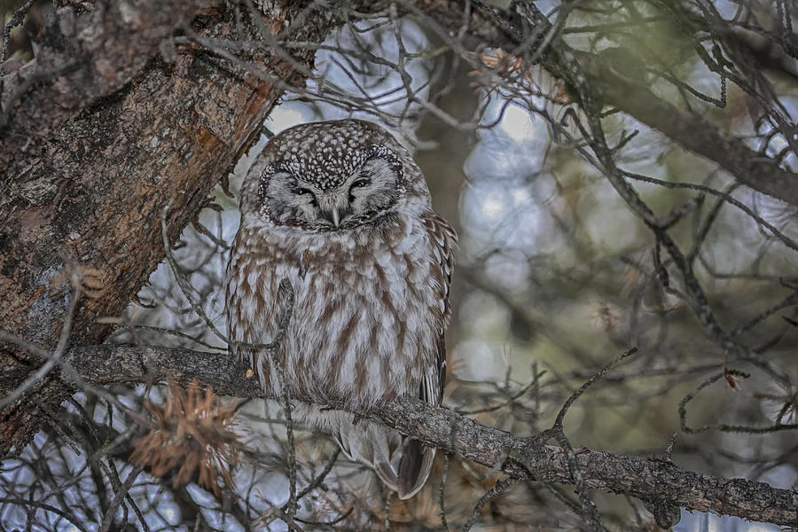 Boreal Owl 2 Photograph by Gary Hall