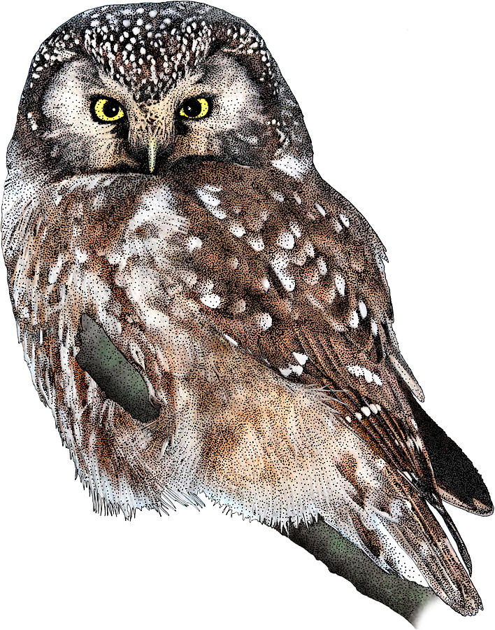 Boreal Owl, Aegolius Funereus Photograph by Roger Hall