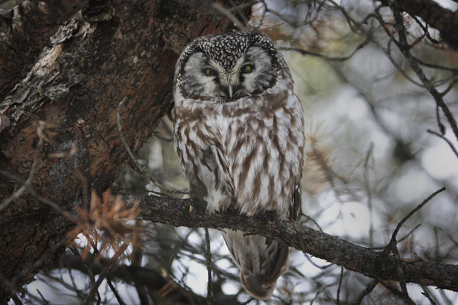 Boreal Owl Photograph by Gary Hall