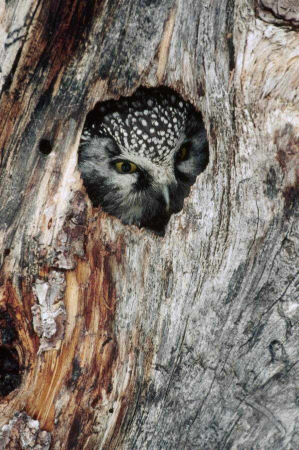Boreal Owl In Tree Cavity Alaska Photograph by Michael Quinton