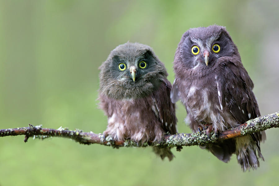 Animal Photograph - Boreal Owl Or Tengmalms Owl by Sylvain Cordier