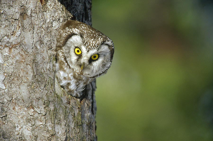 Boreal Owl Peaking  From Nest Hole Photograph by Konrad Wothe