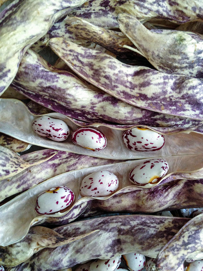 Shell Photograph - Borlotti Beans - Freshly Picked by Photographic Arts And Design Studio