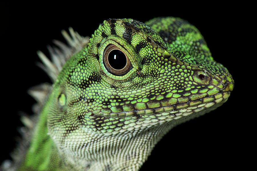 Bornean Angle-headed Lizard Photograph by Scubazoo - Fine Art America