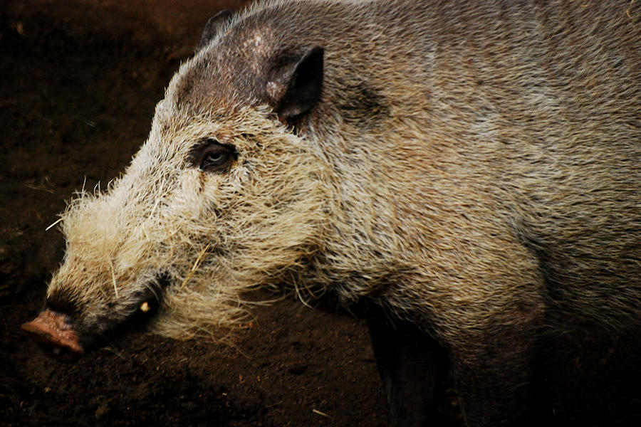 Bornean Bearded Pig Photograph by Maggy Marsh