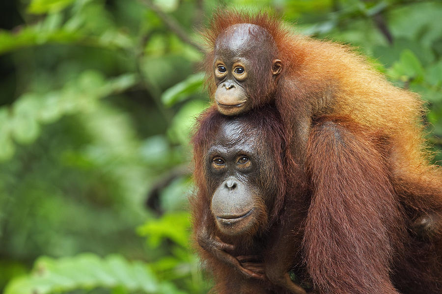 Bornean Orangutan femalecarrying her son Photograph by Anup Shah