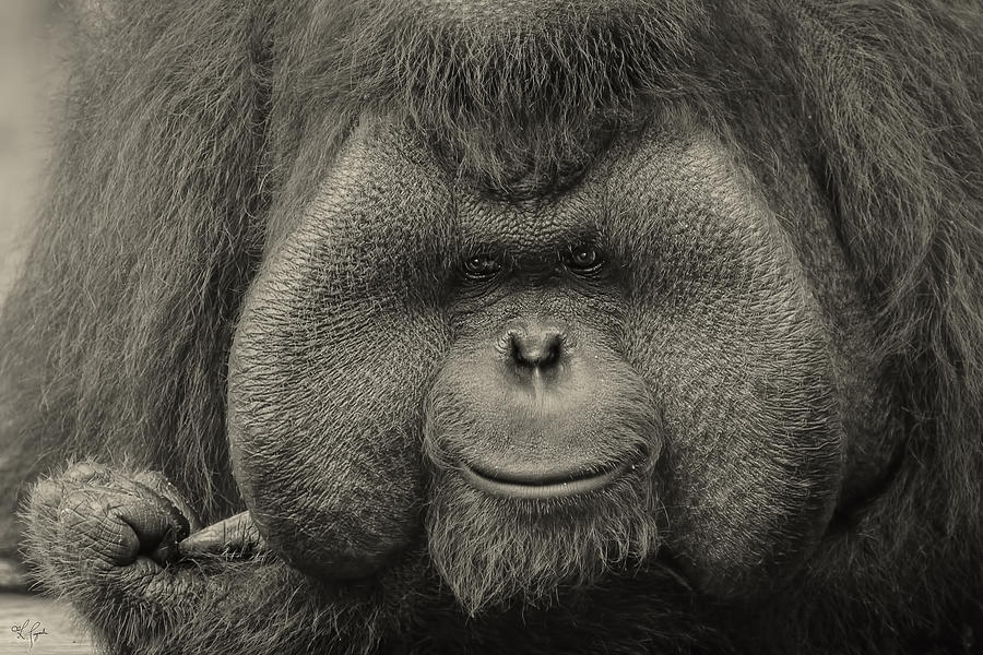 Orangutan Photograph - Bornean Orangutan II by Lourry Legarde