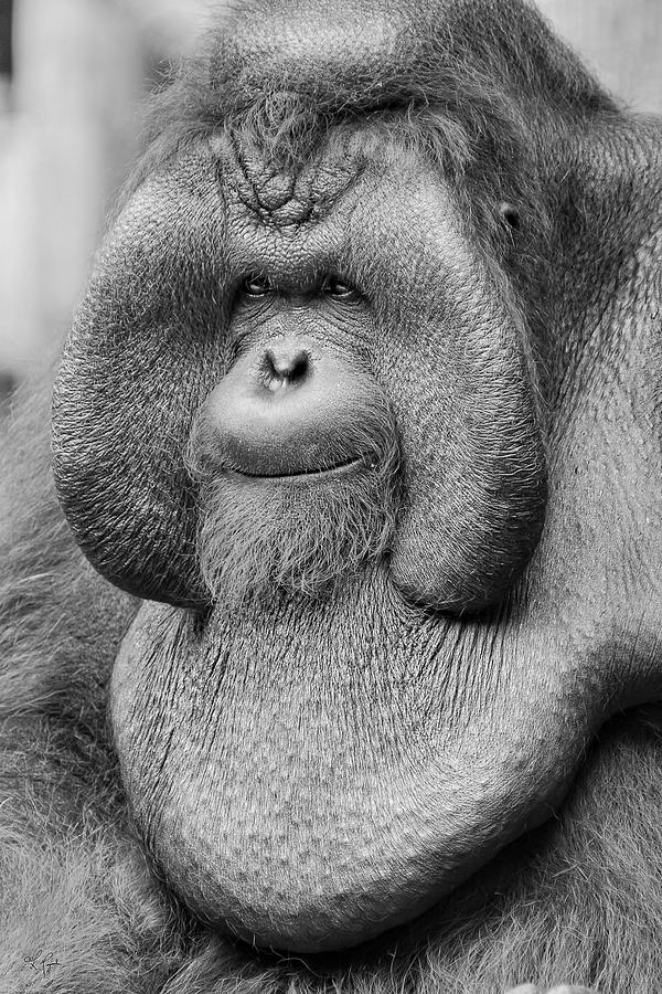 Orangutan Photograph - Bornean Orangutan III by Lourry Legarde