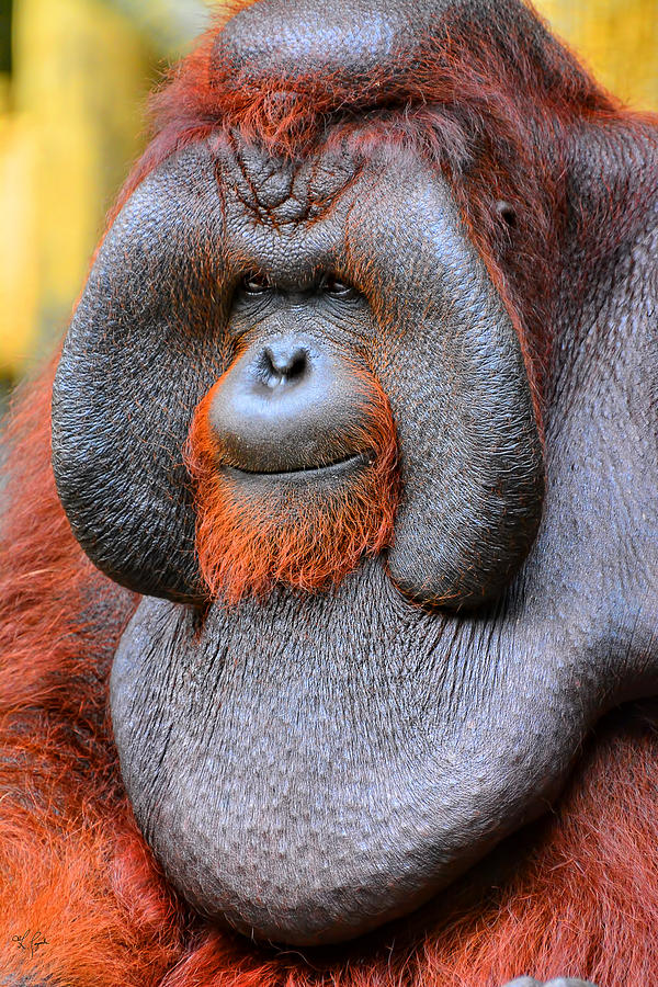 Orangutan Photograph - Bornean Orangutan IV by Lourry Legarde