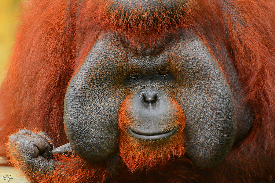 Orangutan Photograph - Bornean Orangutan by Lourry Legarde