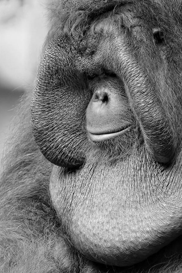 Orangutan Photograph - Bornean Orangutan V by Lourry Legarde