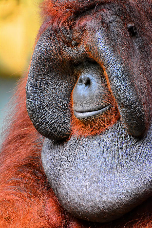 Orangutan Photograph - Bornean Orangutan VI by Lourry Legarde
