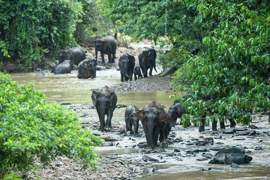 Bornean Pygmy Elephants Photograph by Scubazoo | Fine Art America