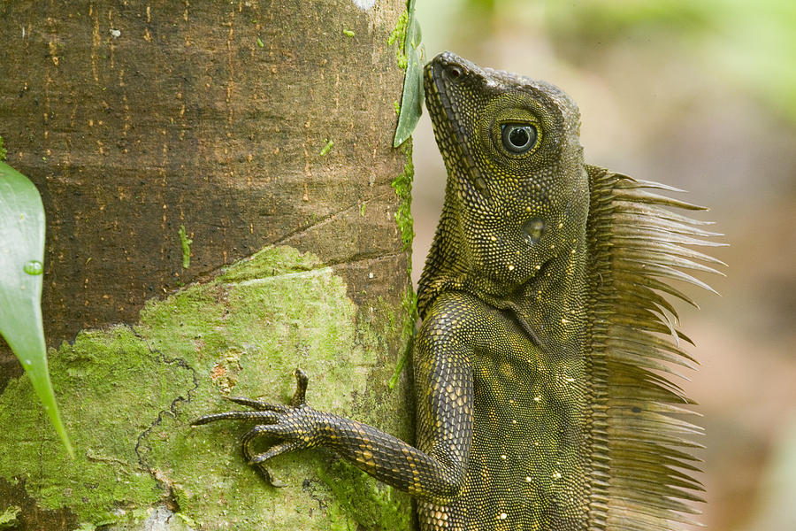 Borneo Anglehead Lizard Male Sabah Photograph by Sebastian Kennerknecht