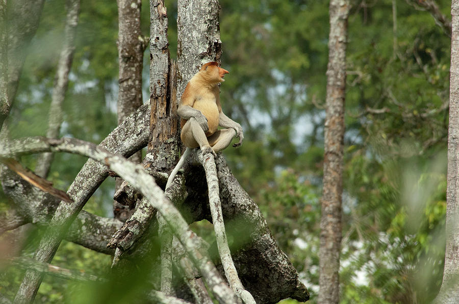 Borneo Brunei Mangrove Forest Photograph By Cindy Miller Hopkins