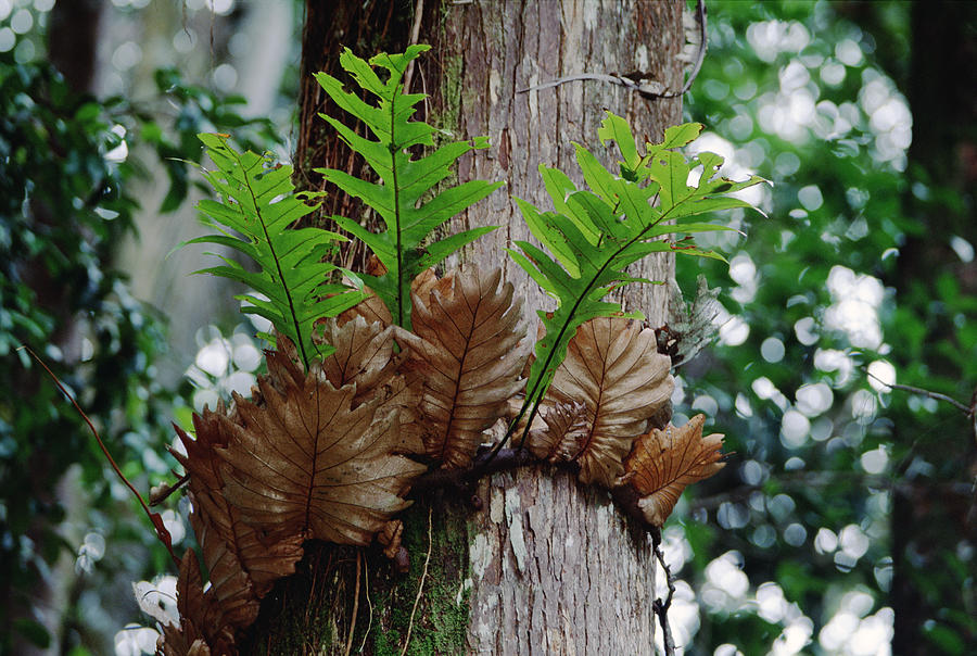 Borneo Fern A Primitve Ant Plant Photograph by Mark Moffett