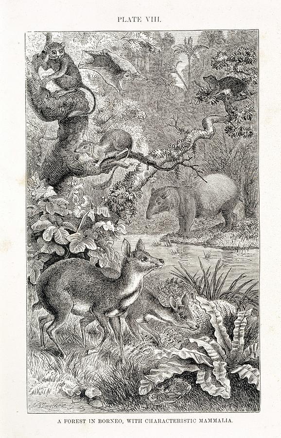 Borneo Forest Mammals Photograph by Natural History Museum, London ...