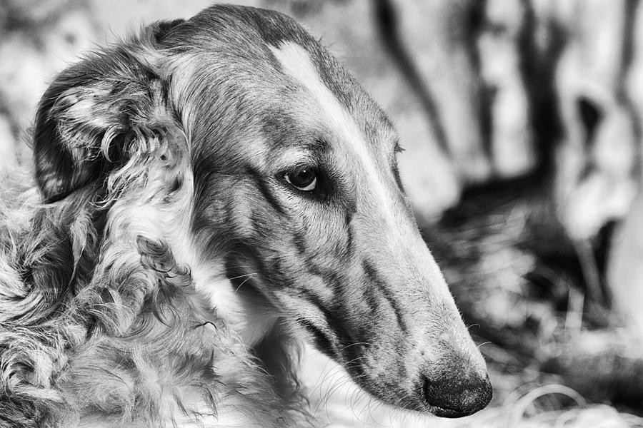 Borzoi Dog Portrait Photograph by Christian Lagereek