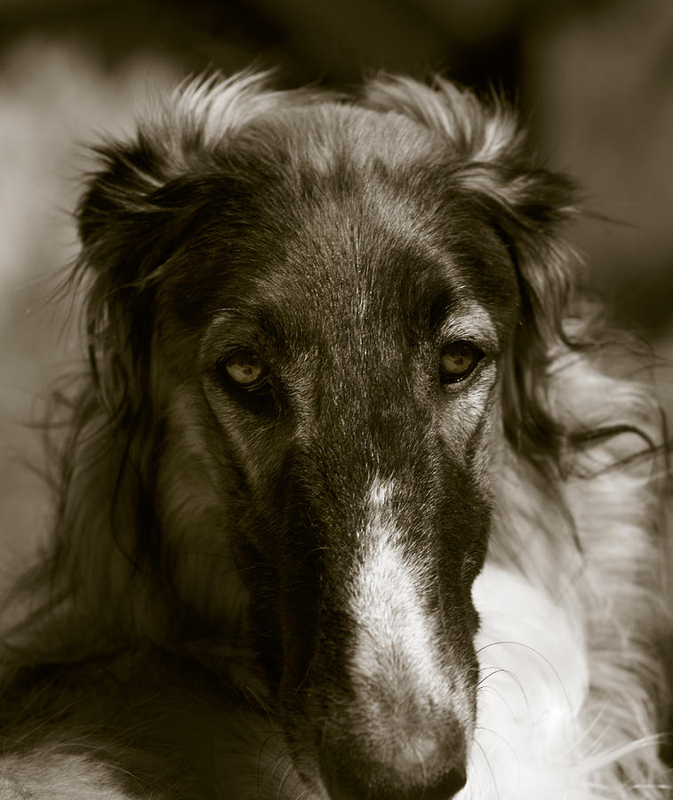 Dog Photograph - Borzoi Hound Portrait by Christian Lagereek