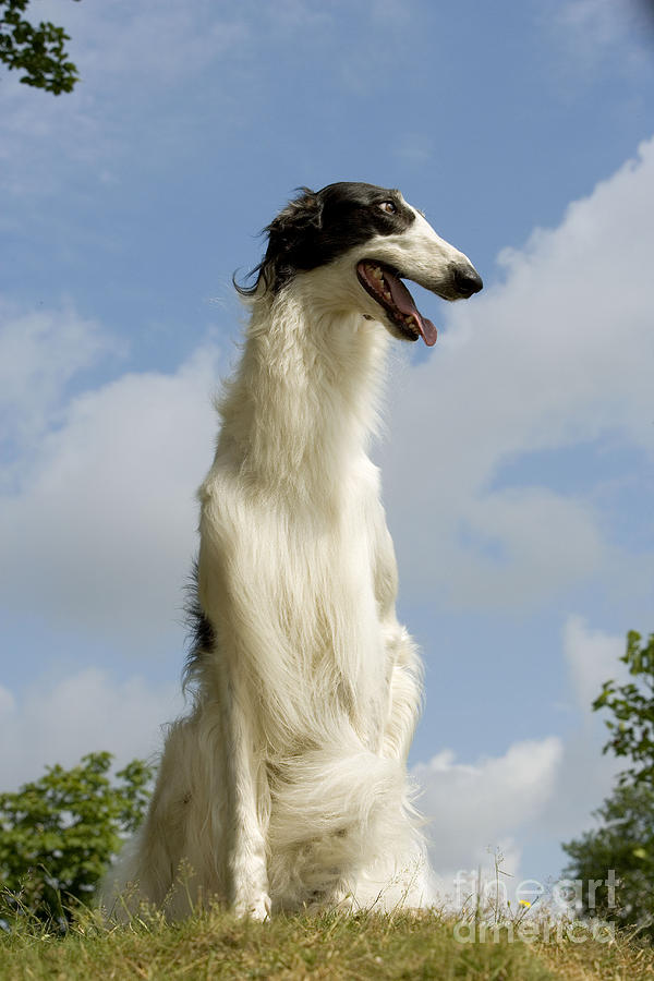 Borzoi Or Russian Wolfhound Photograph by Jean-Michel Labat
