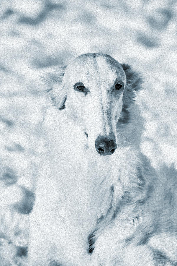 Winter Photograph - Borzoi Russian Hound Portrait by Christian Lagereek