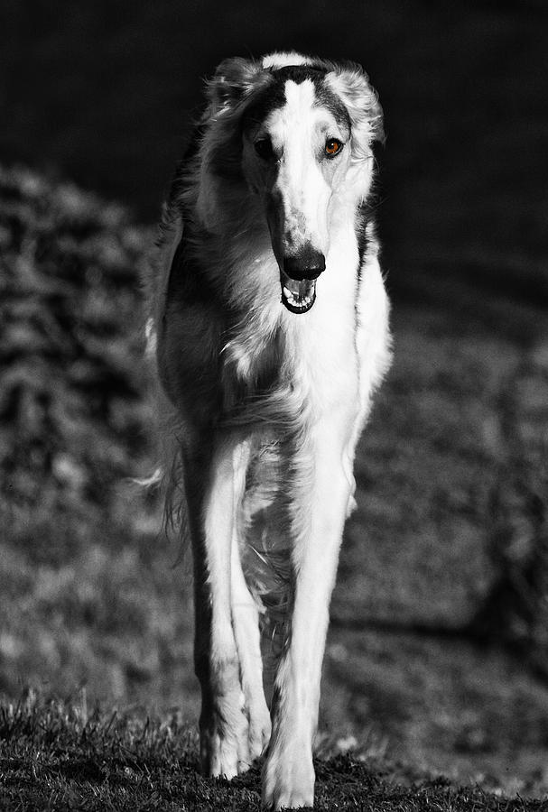 Dog Photograph - Borzoi Sigh Hound Dog by Christian Lagereek