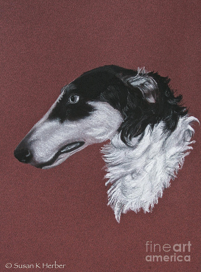 Borzoi Drawing by Susan Herber