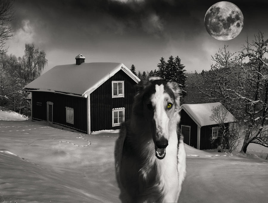 Winter Photograph - Borzoi wolf hound on a midnight hunt by Christian Lagereek