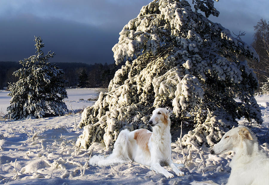 Borzoier Russian Hounds In A Winter Landscape Photograph by Christian Lagereek
