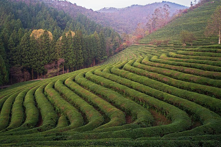Boseong Green Tea Fields Photograph by Matt Macdonald