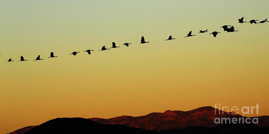 Nature Photograph - Bosque Del Apache Cranes In Flight 1 by Bob Christopher