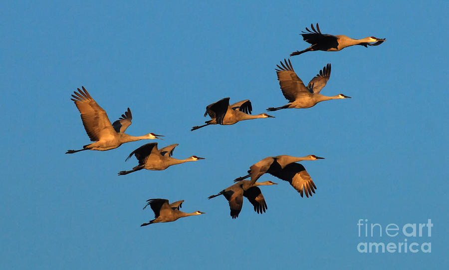 Nature Photograph - Bosque Del Apache Cranes In Flight by Bob Christopher