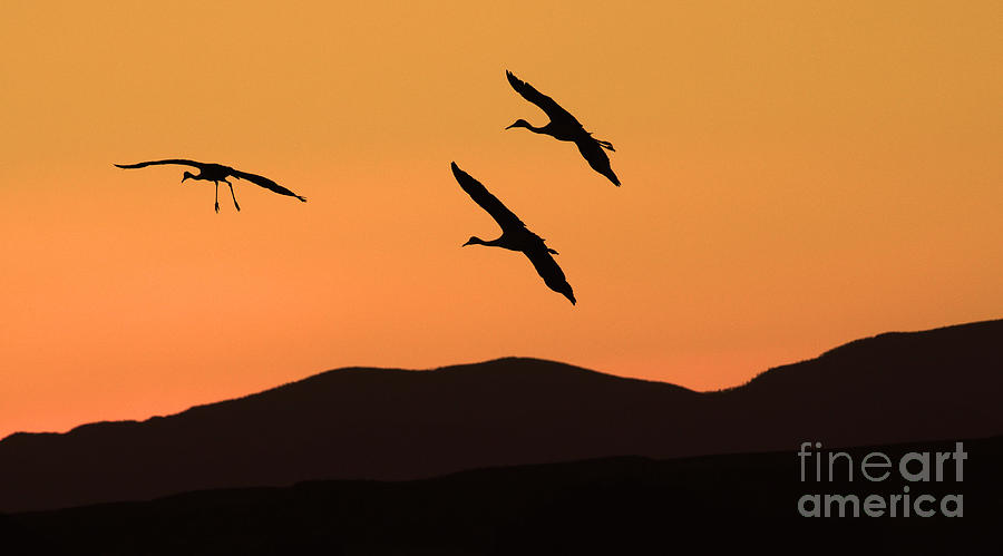 Nature Photograph - Bosque Del Apache Incoming Sandhill Cranes by Bob Christopher