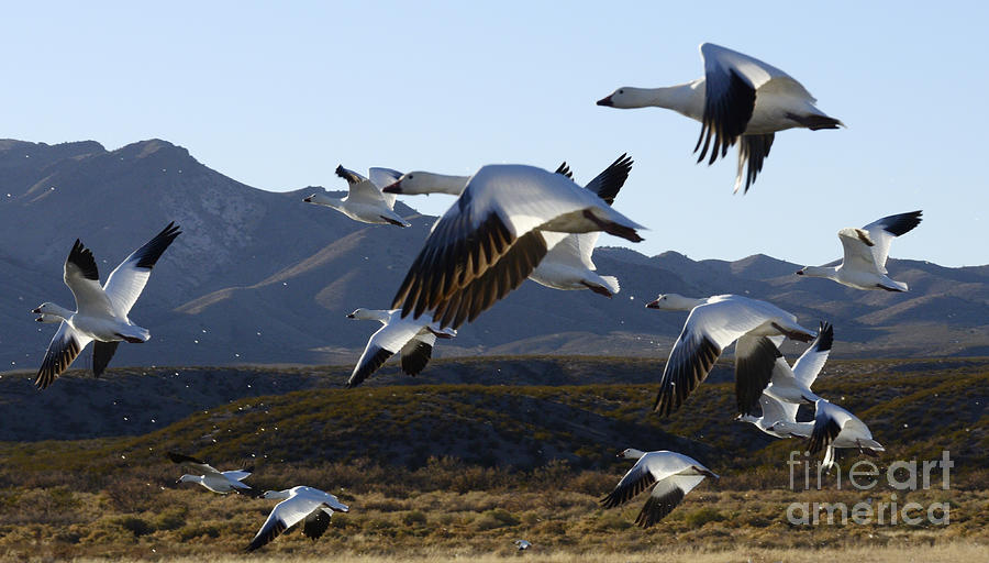 Bosque Del Apache Snow Geese In Flight Photograph by Bob Christopher