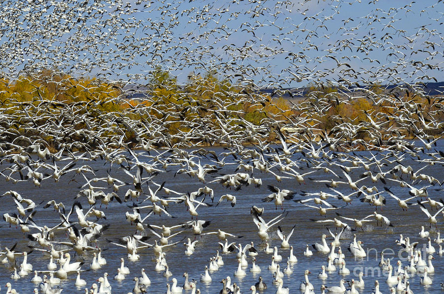 Bosque Del Apache Snow Geese In Paradise Photograph by Bob Christopher